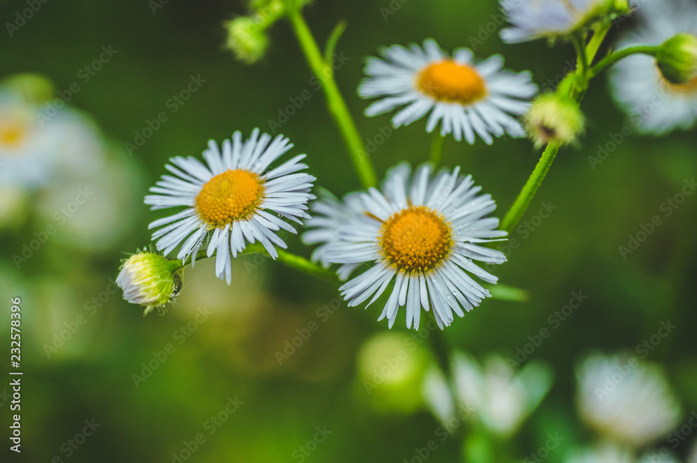 Fresh green grass with dew drops and daisy on meadow closeup. Spring season.Natural background Fresh green grass with dew drops and daisy on meadow closeup. Spring season.Natural background