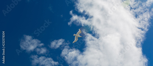 Seagull and Clouds 01