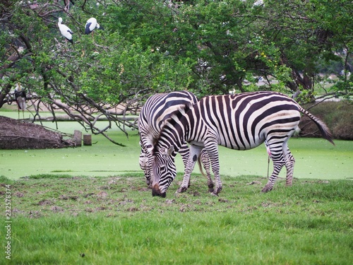 Zebra is feeding grass