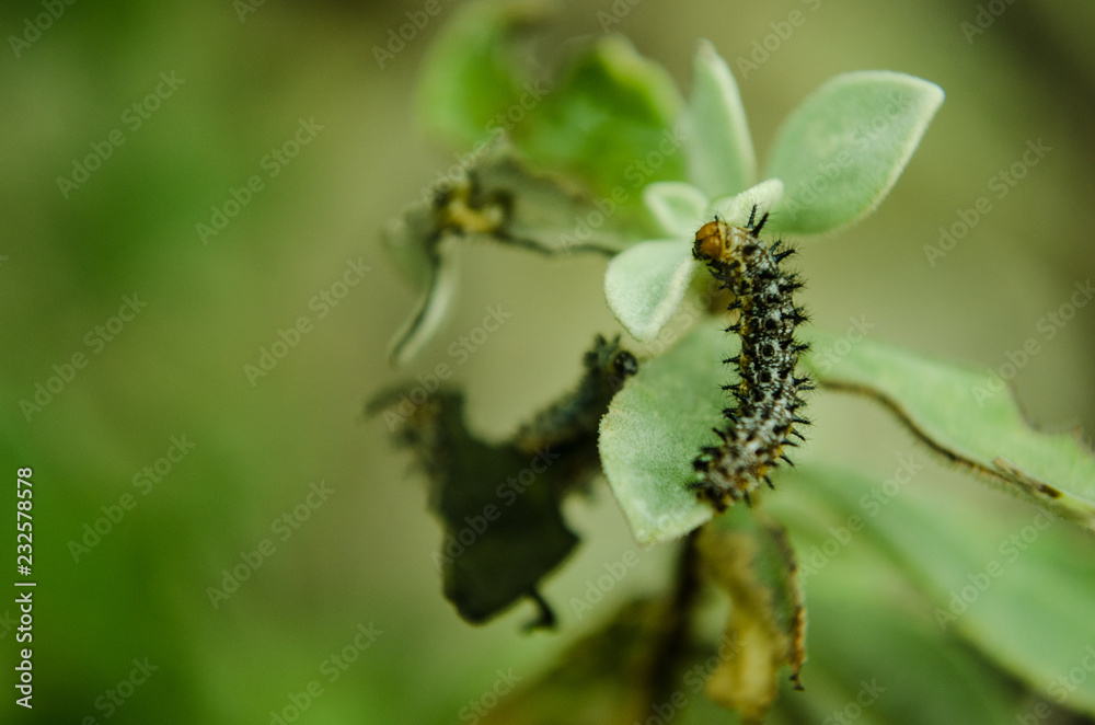 Black caterpillar with spines and orange eyes, insect feeding on green leaves in rainy weather Black caterpillar with spines and orange eyes, insect feeding on green leaves in rainy weather