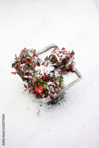 Snow on gaultheria plant with red berries