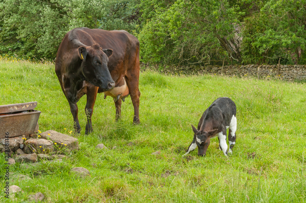 Mother cow watching newborn calf trying to get up for the first time Mother cow watching newborn calf trying to get up for the first time