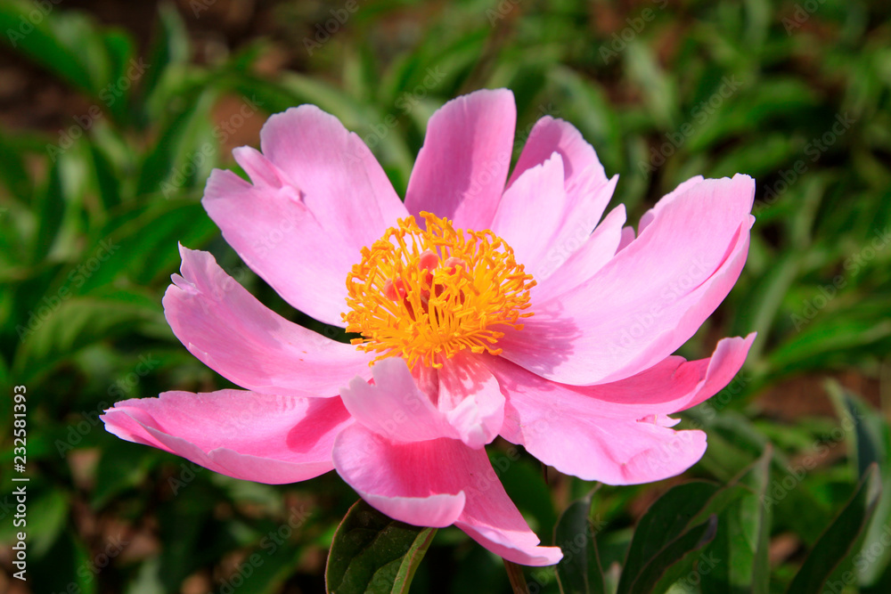 Obraz premium peony flowers