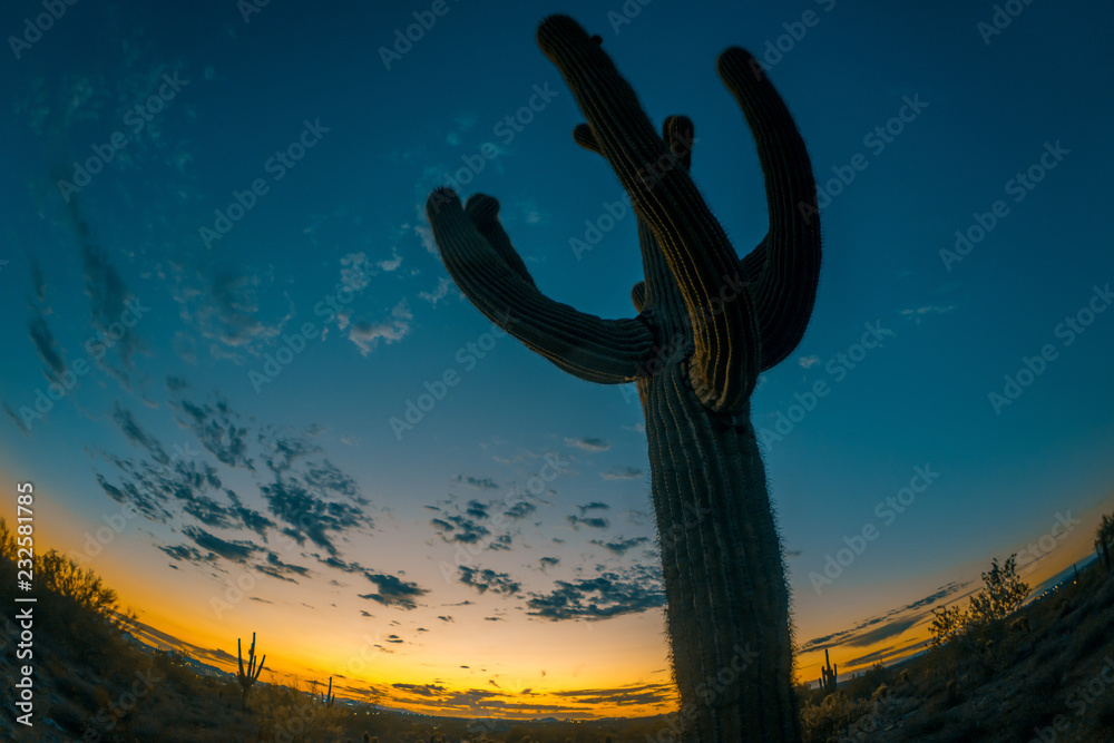 Super Wide Saguaro Cactus in Arizona desk at dusk.  Fish eye lens look. 