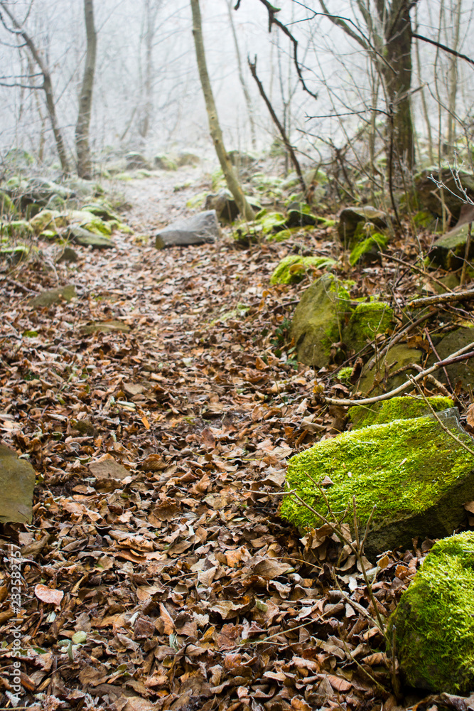 Winter forest footpath Winter forest footpath