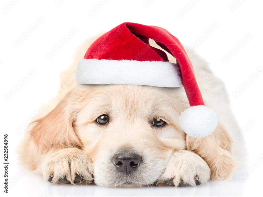Sad Golden Retriever puppy in red christmas santa hat lying in front view. isolated on white background - obrazy, fototapety, plakaty 