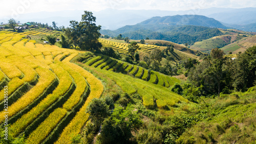 The most beautiful rice terraces at little hamlet of rolling rice terraces name Ban Pa Pong Piang and nestled in the mountains of Doi Inthanon national park in Chiangmai  Thailand  from hight view 