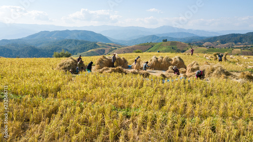 Farmers harvest rice farm with Traditional way by Manual rice threshing at hamlet name Ban Pa Pong Piang, Chiangmai, Thailand in 2018
