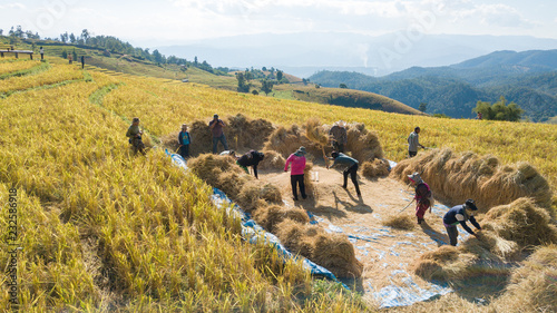 Famers harvest rice farm with Traditional way by Manual rice threshing at hamlet name Ban Pa Pong Piang, Chiangmai, Thailand in 2018 photo