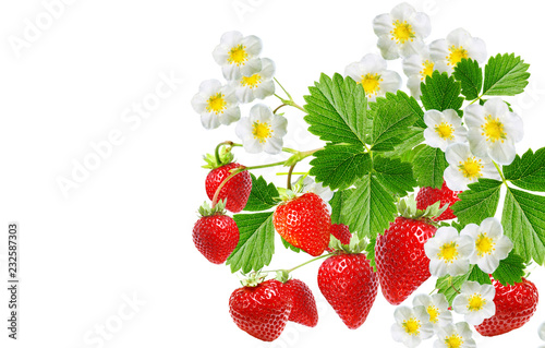 fresh strawberries garden on white