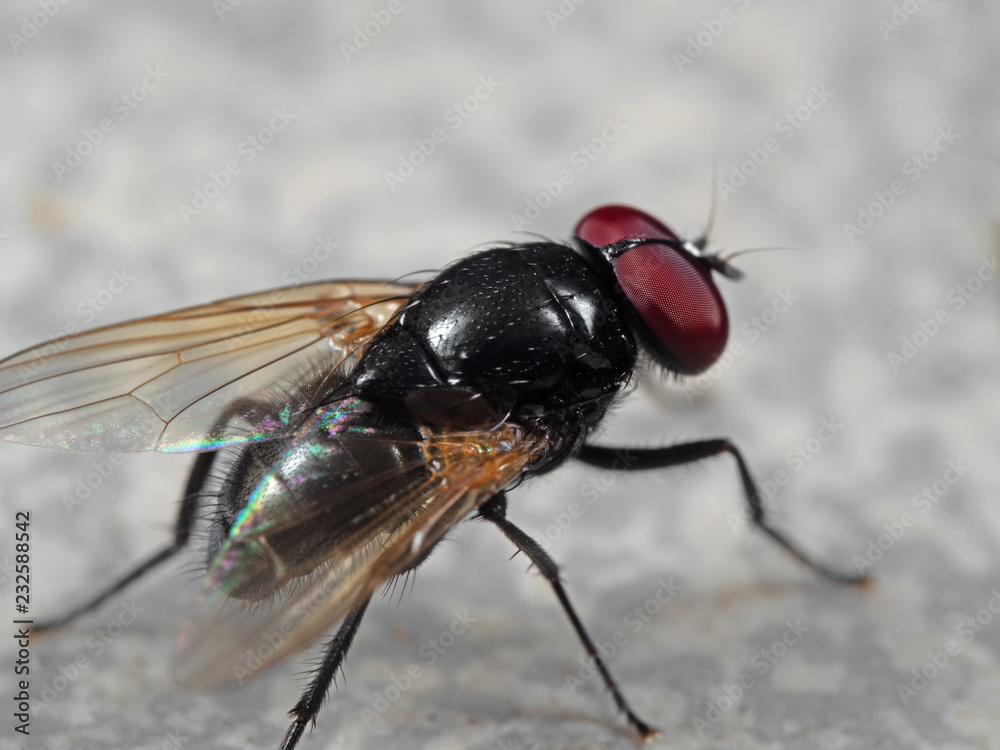 Macro Photo of Noon Fly on The Floor Macro Photo of Noon Fly on The Floor