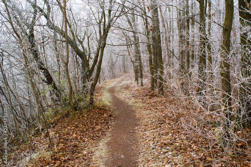 Winter forest footpath Winter forest footpath