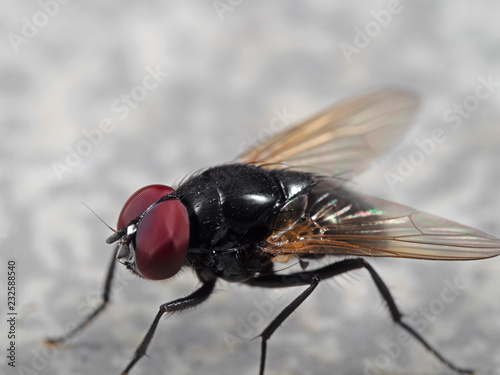 Macro Photo of Noon Fly on The Floor photo