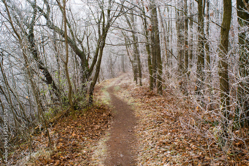 Winter forest footpath © tstock