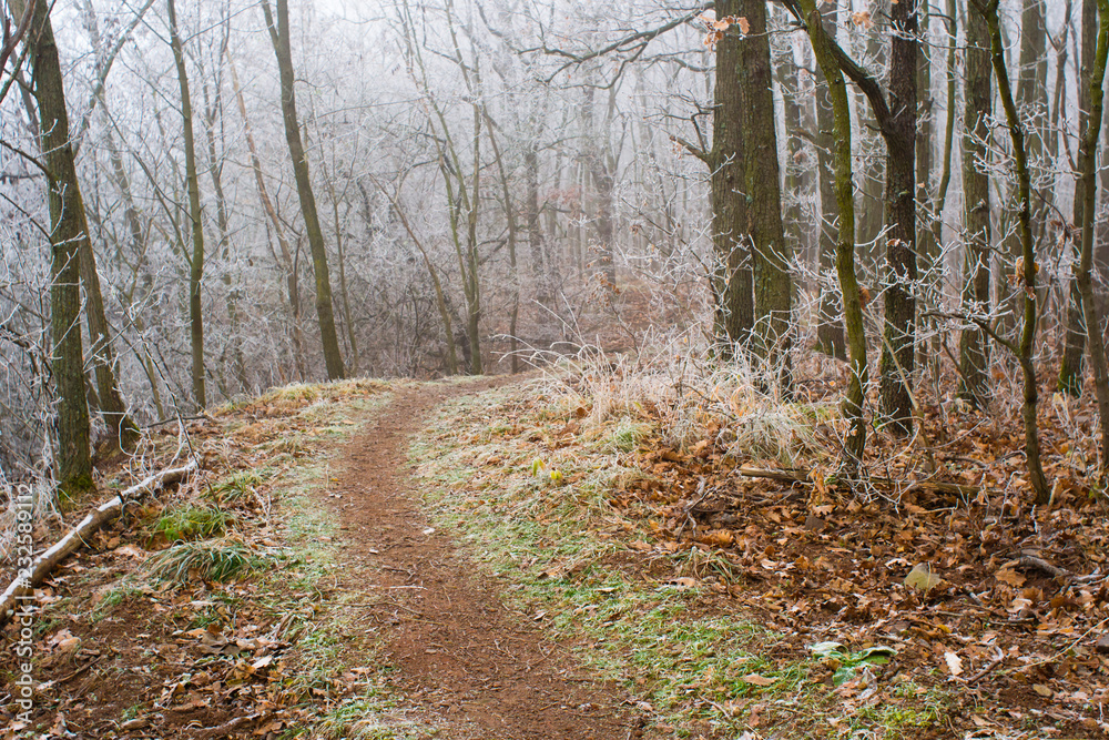 Winter forest footpath Winter forest footpath