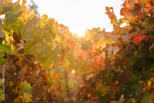 Vineyard grape leaves turning red in the Fall
