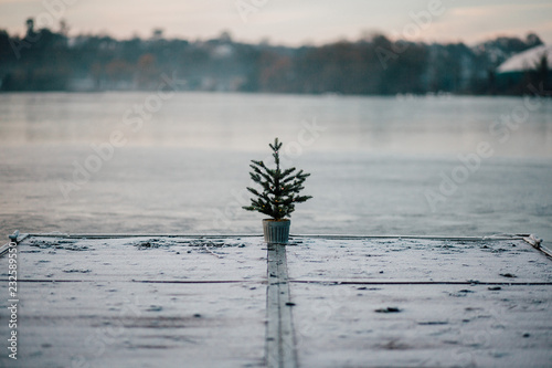 Little Christmas Tree on the Lake photo