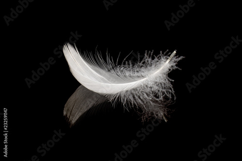 Gentle white feather on black reflective surface photo