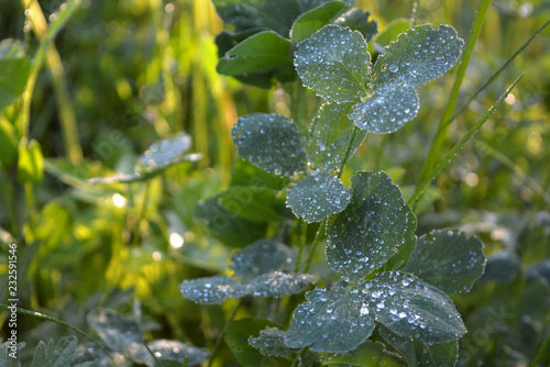 Drops of dew on green leaves of clover in the rays of the morning sun, a wonderful summer field, wildlife