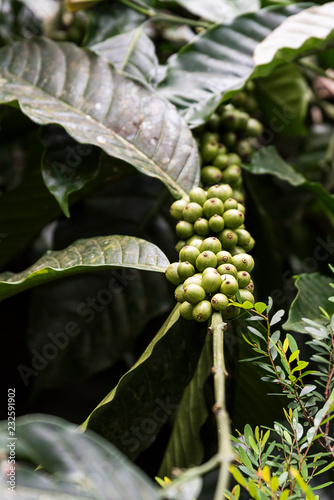 Coffee Plantation in Coorg Karnataka India