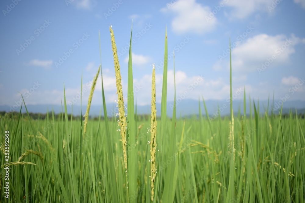 green rice field and blue sky green rice field and blue sky