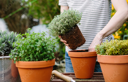 Potting up spring flowers in the garden