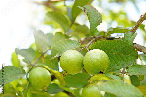 Wallpaper Mural Bunch of guava fruits in a tree with sunshine on top left corner Torontodigital.ca