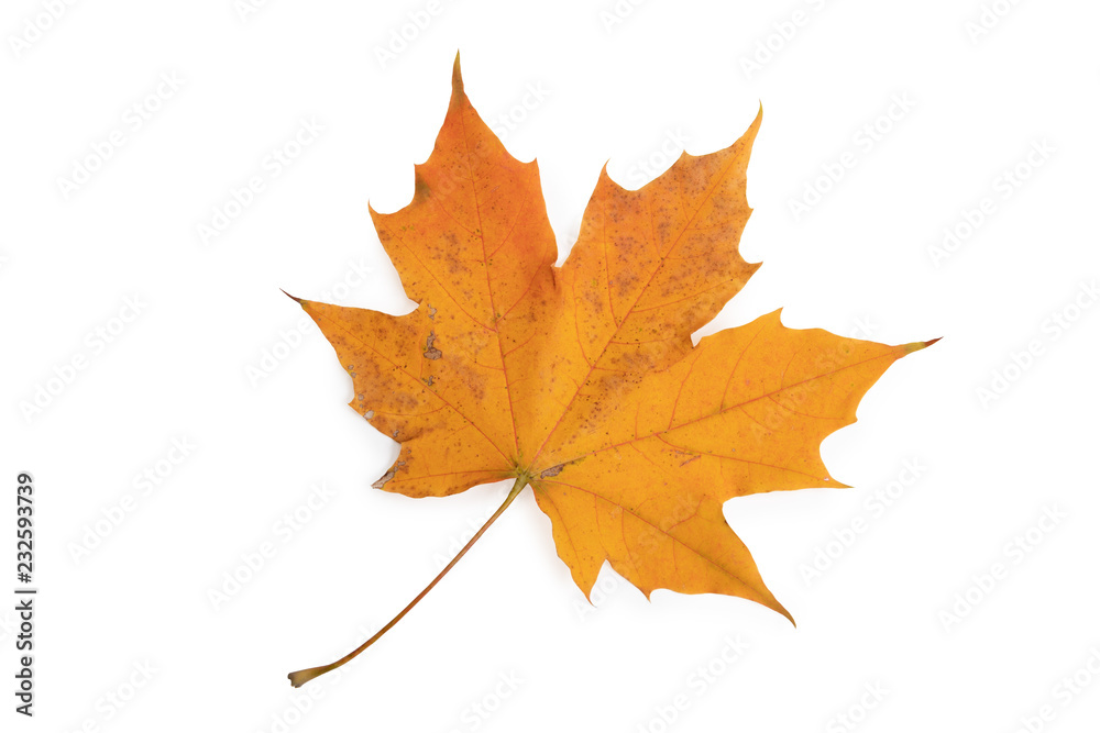 autumn maple leaf isolated on white background autumn maple leaf isolated on white background