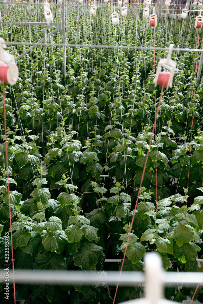 Cultivation of hydroponic cucumbers Stock Photo Adobe Stock