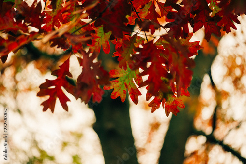 Gorgeous close-up of green and red autumn white oak leaves