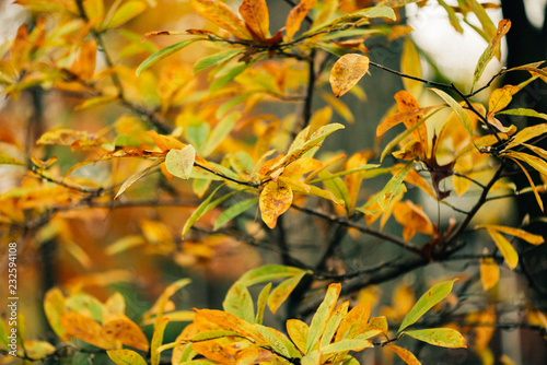 Close-up of gorgoeus yellow  green  and gold leaves with a tree in the background