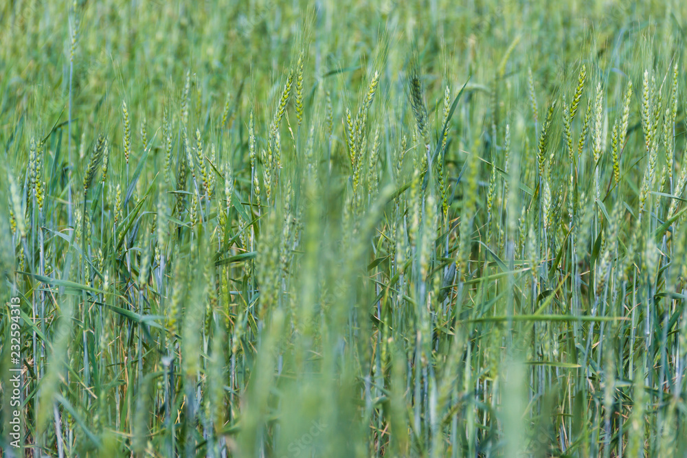 defocused background of green wheat plantation in the field defocused background of green wheat plantation in the field