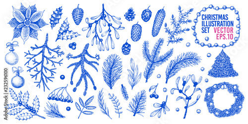 Christmas illustration set in vintage style. Vector hand drawn coniferous, pine branches, berries, holly, mistletoe illustrations. Winter forest elements.