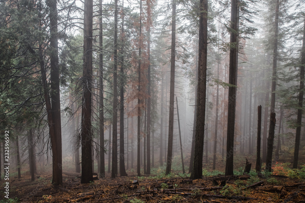 Naklejka premium forest in fog