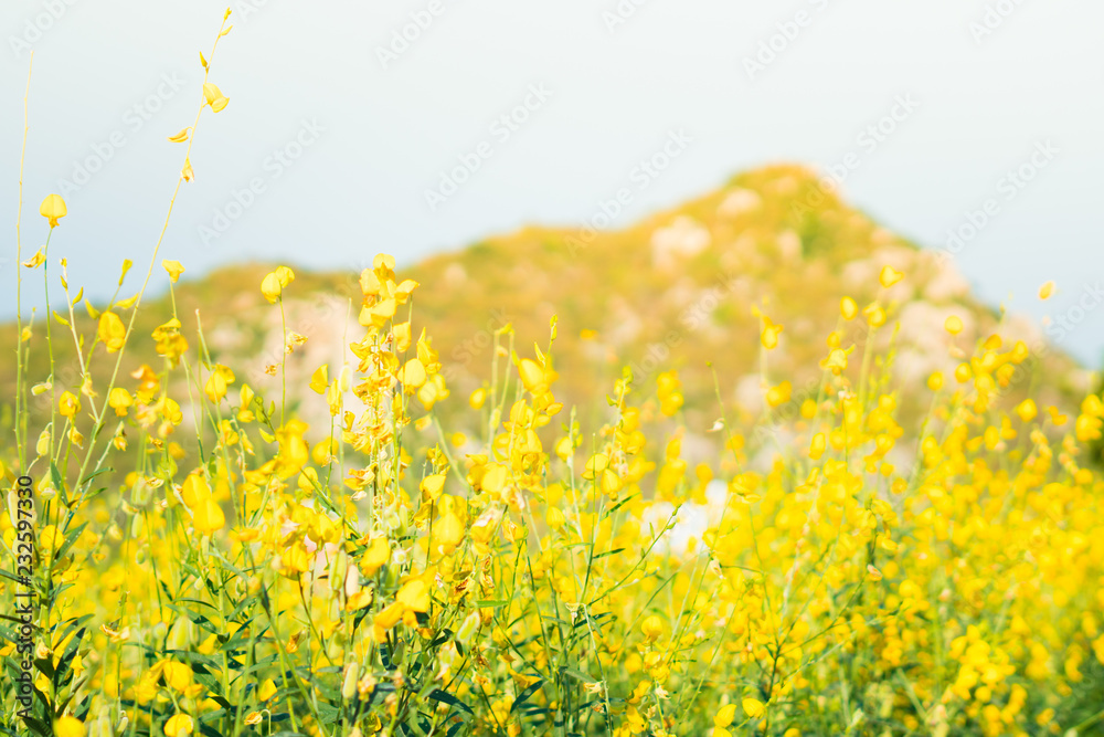 Fototapeta premium Yellow fields and mountains
