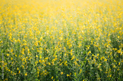 Yellow field that is wilted. © Werapun