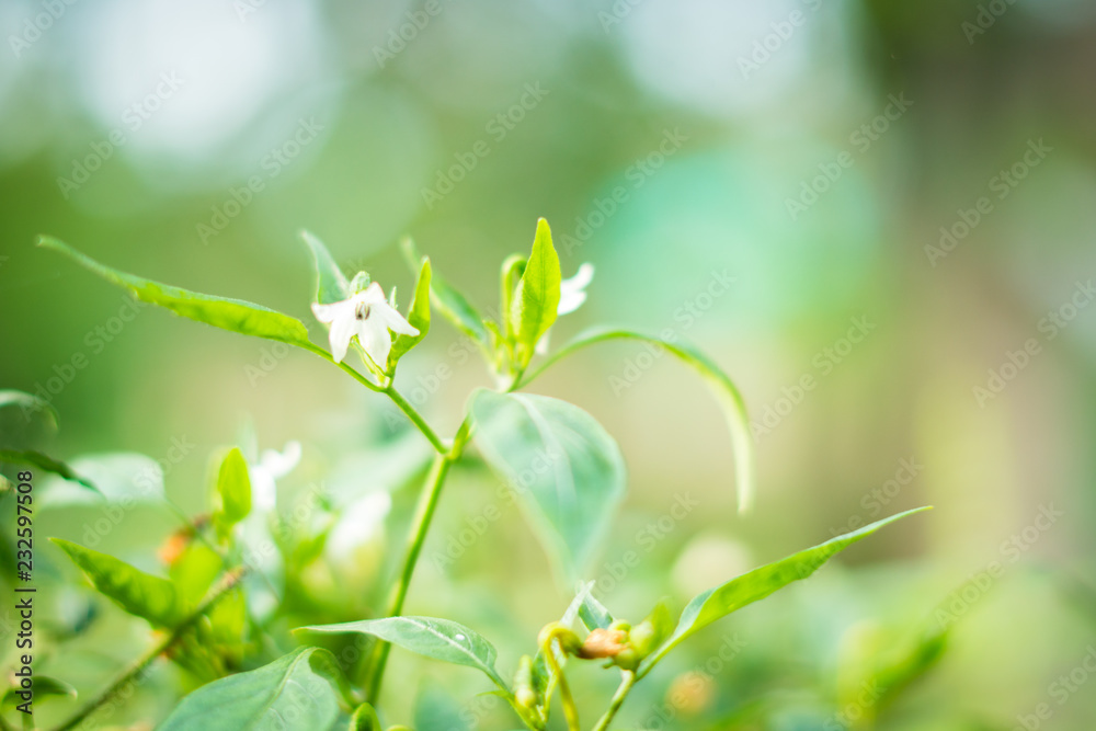 Chilli flowers are blossoming. Chilli flowers are blossoming.