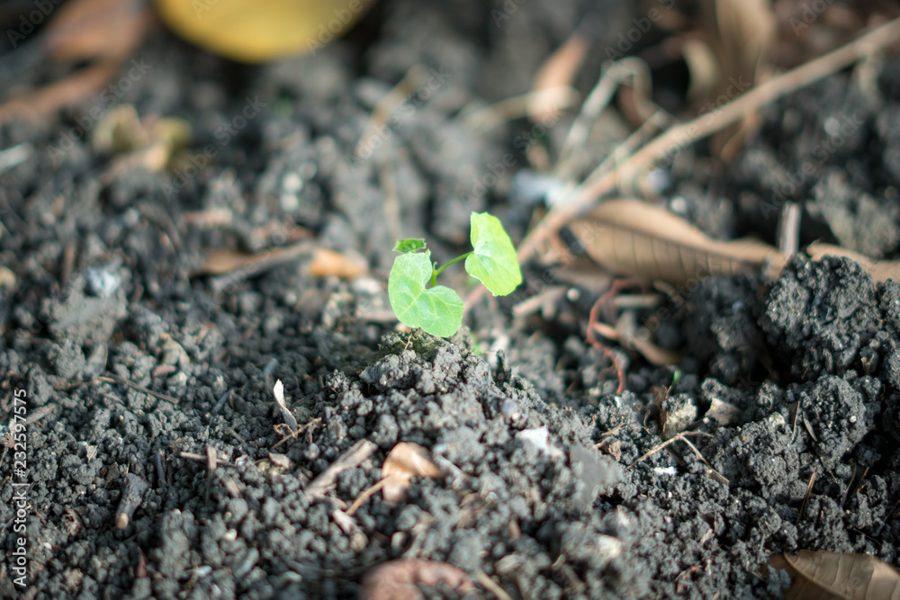 Unwanted plants in the garden