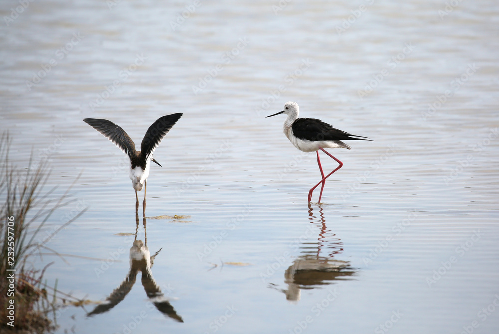two birds called Black winged stilt with a beak on the water two birds called Black winged stilt with a beak on the water