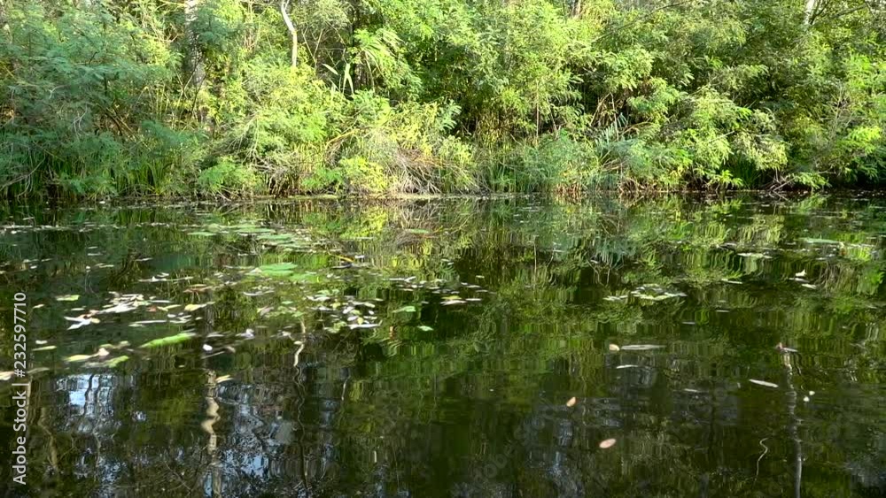 River with fallen leaves and water lilies. Slow motion