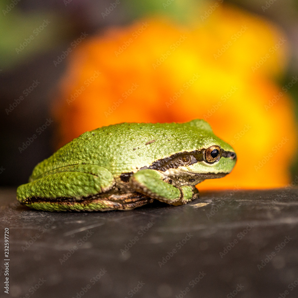 Small green tree frog with bright background. Small green tree frog with bright background.