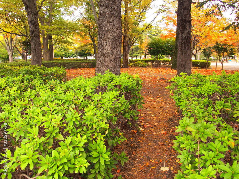 秋の公園風景 秋の公園風景
