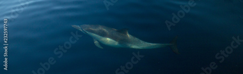Common bottlenosed dolphin swimming underwater near the Channel Islands National Park off the California coast in United States © htrnr