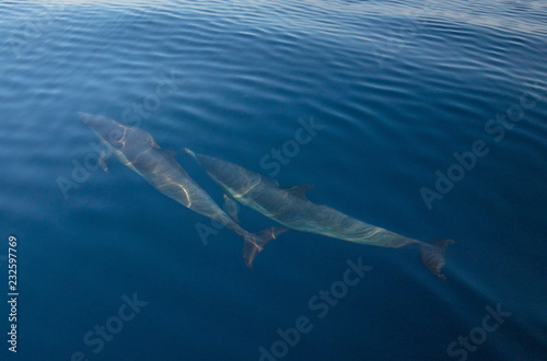 Two common bottlenosed dolphins swimming underwater near Ventura off the California coast in United States