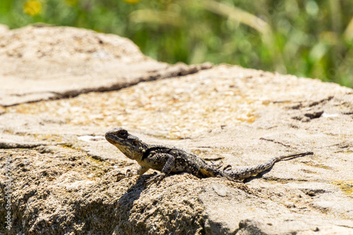 A small green lizard on a rock with green background.