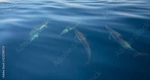 Small pod of five common bottlenosed dolphins swimming underwater near the Channel Islands National Park off the California coast in United States © htrnr