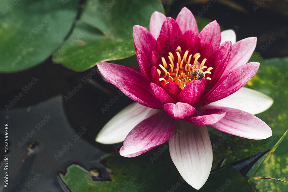 Pink water lily with leaves in pond Pink water lily with leaves in pond