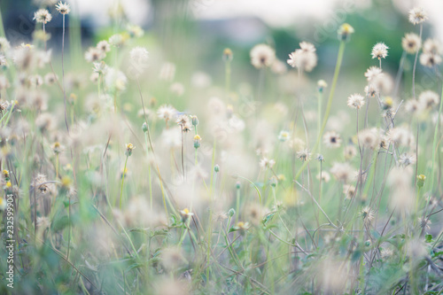 Many grass flowers in the green garden in the morning under the sun. © TEEREXZ