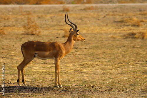 Antilope