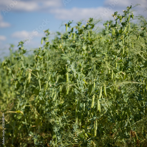 Closeup of Selective focus on fresh green pea pods on pea plants in a field. Growing peas outdoors.